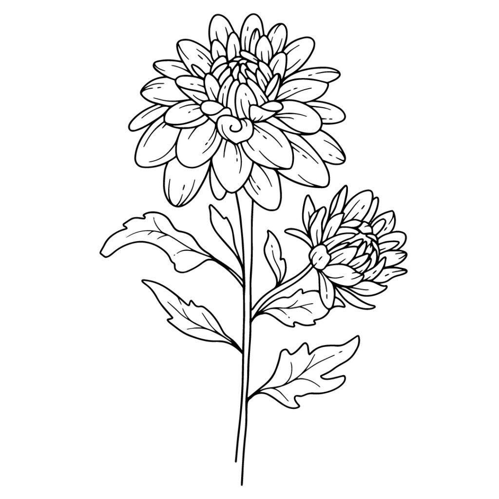 Elegant Chrysanthemum Bloom